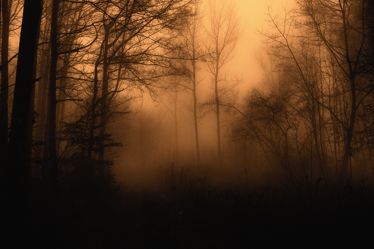Mystic Wood 5