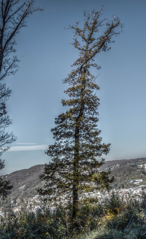 Der einsame Baum!