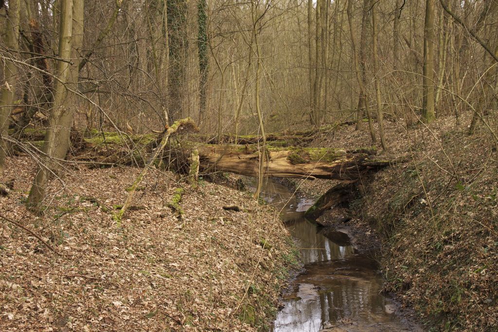 Der "Urwald" vor unserer Haustür