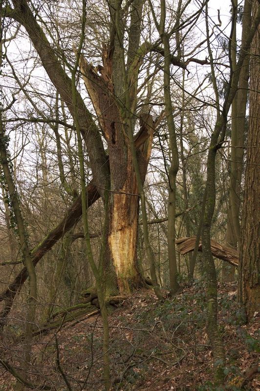 Der "Urwald" vor unserer Tür zum 2ten