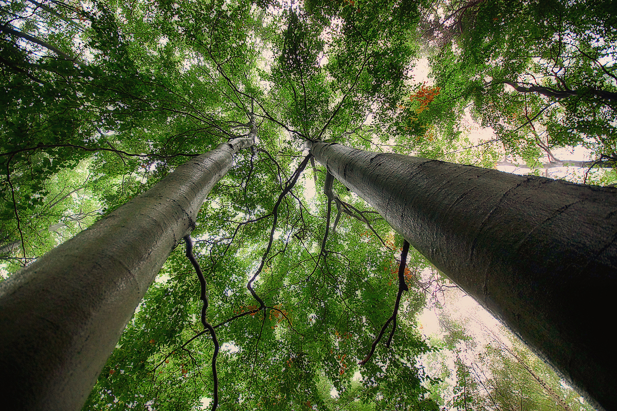 Blick ins Blätterdach