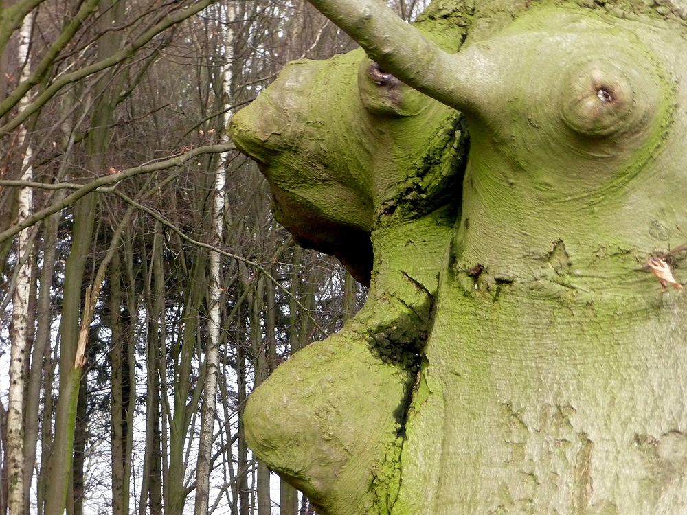 Baum mit tierischen Zügen