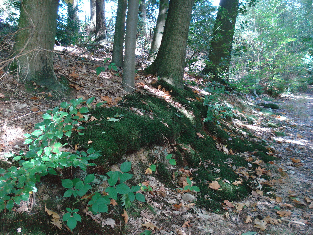 Grün