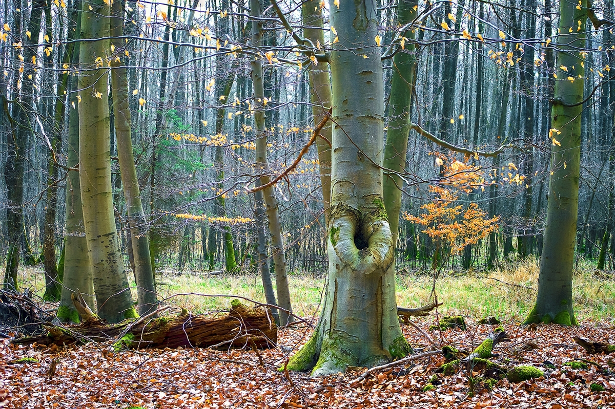 Waldstück mit Buchen - Naturschutzgebiet Mönchbruch