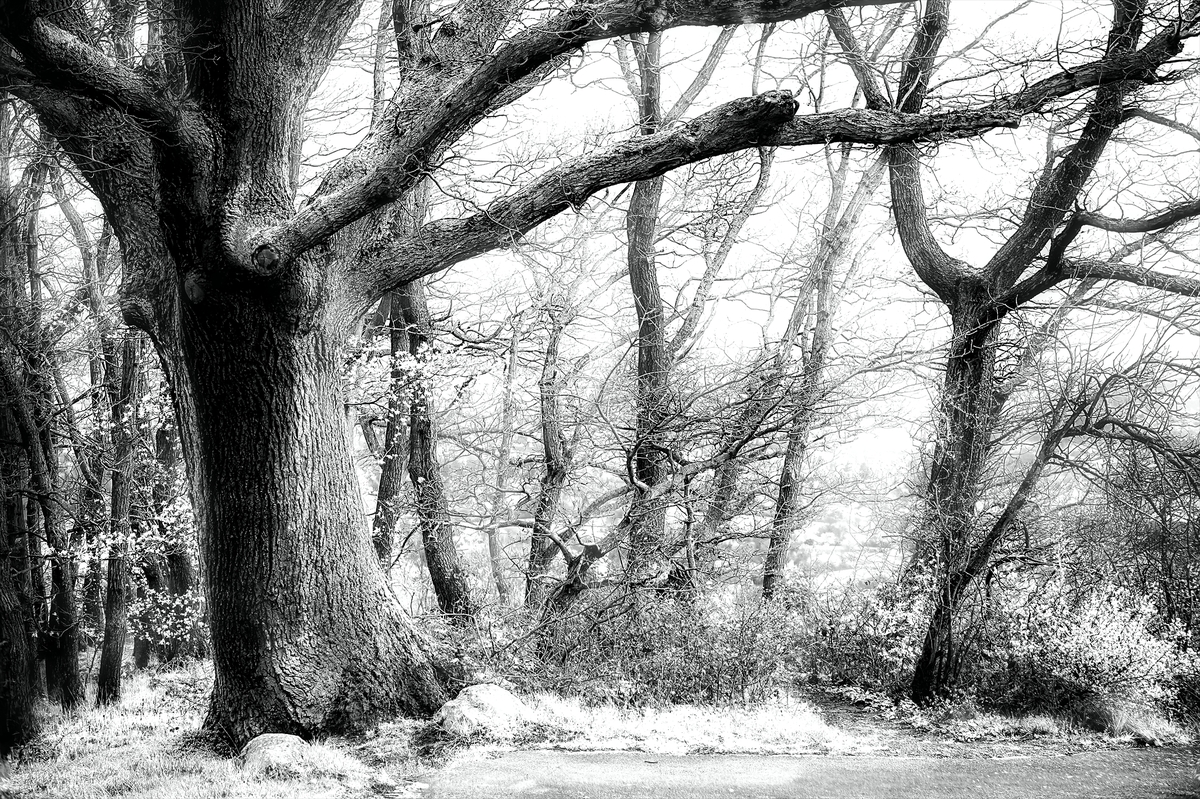 Waldstück mit Eichen - am Goethestein bei Wiesbaden