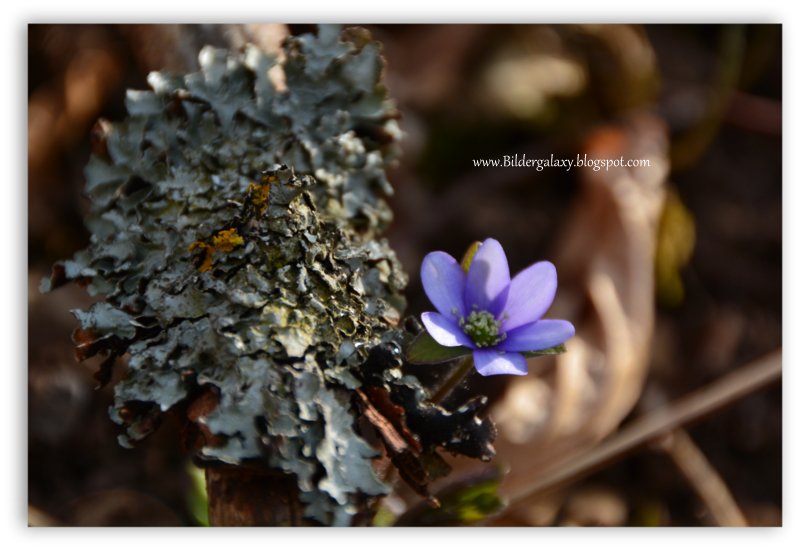 Erwachen des Frühlings