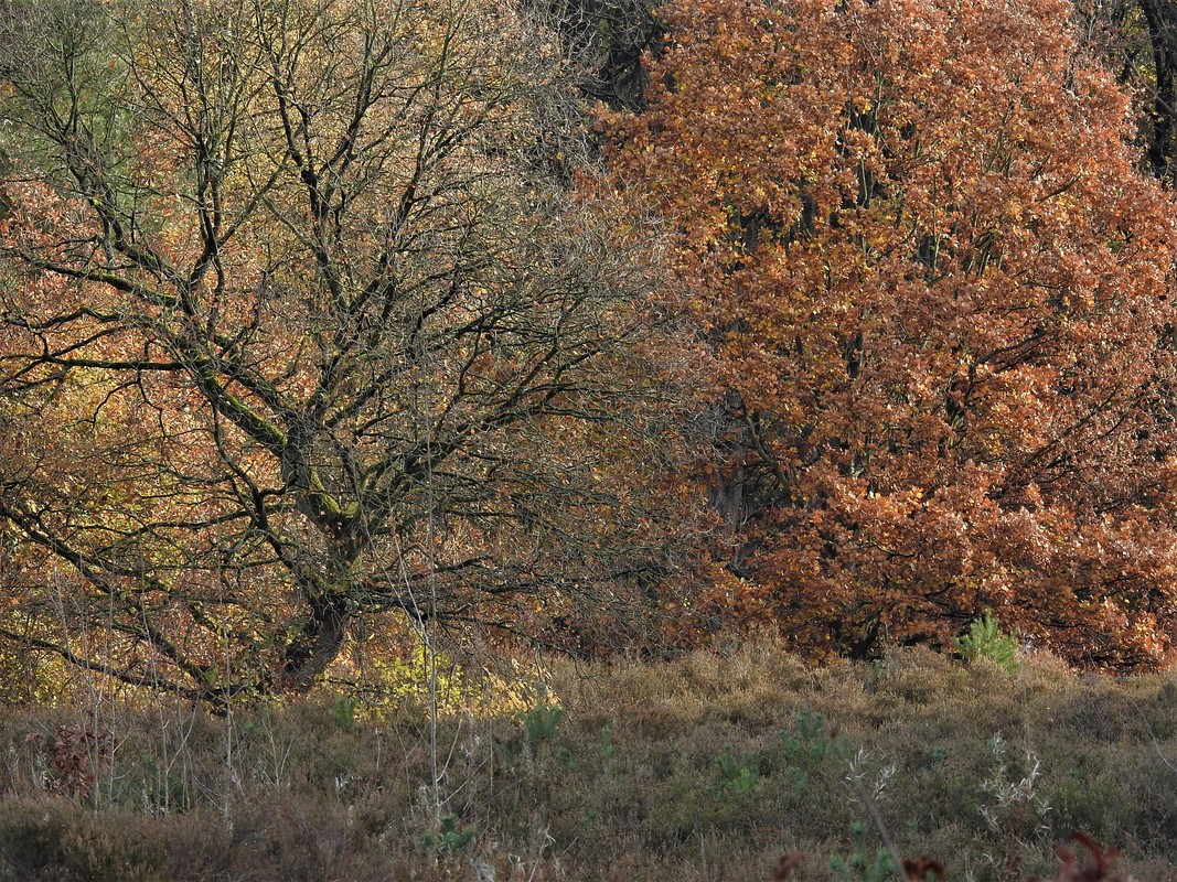 Typische Herbstfarben