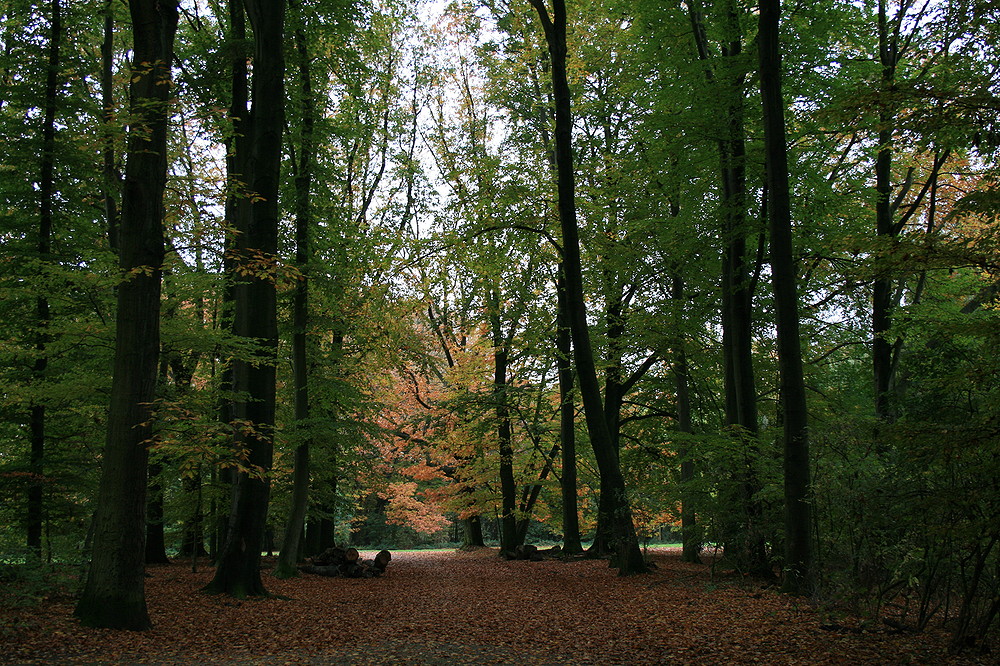 Krefelder Stadtwald