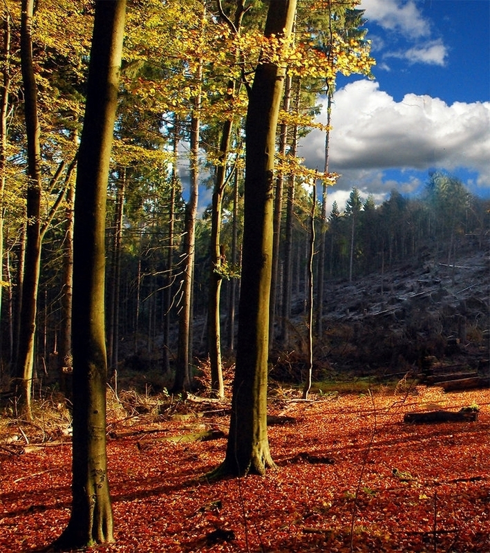 Oktobersonne und Raureif geben sich die Hand