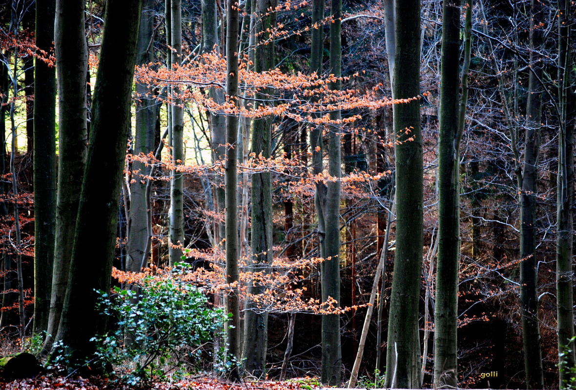 im tiefen Herbst Wald
