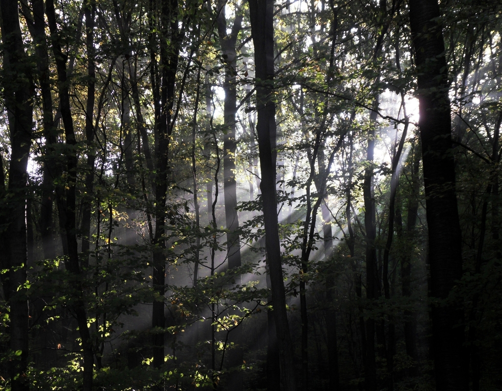 Morgennebel
