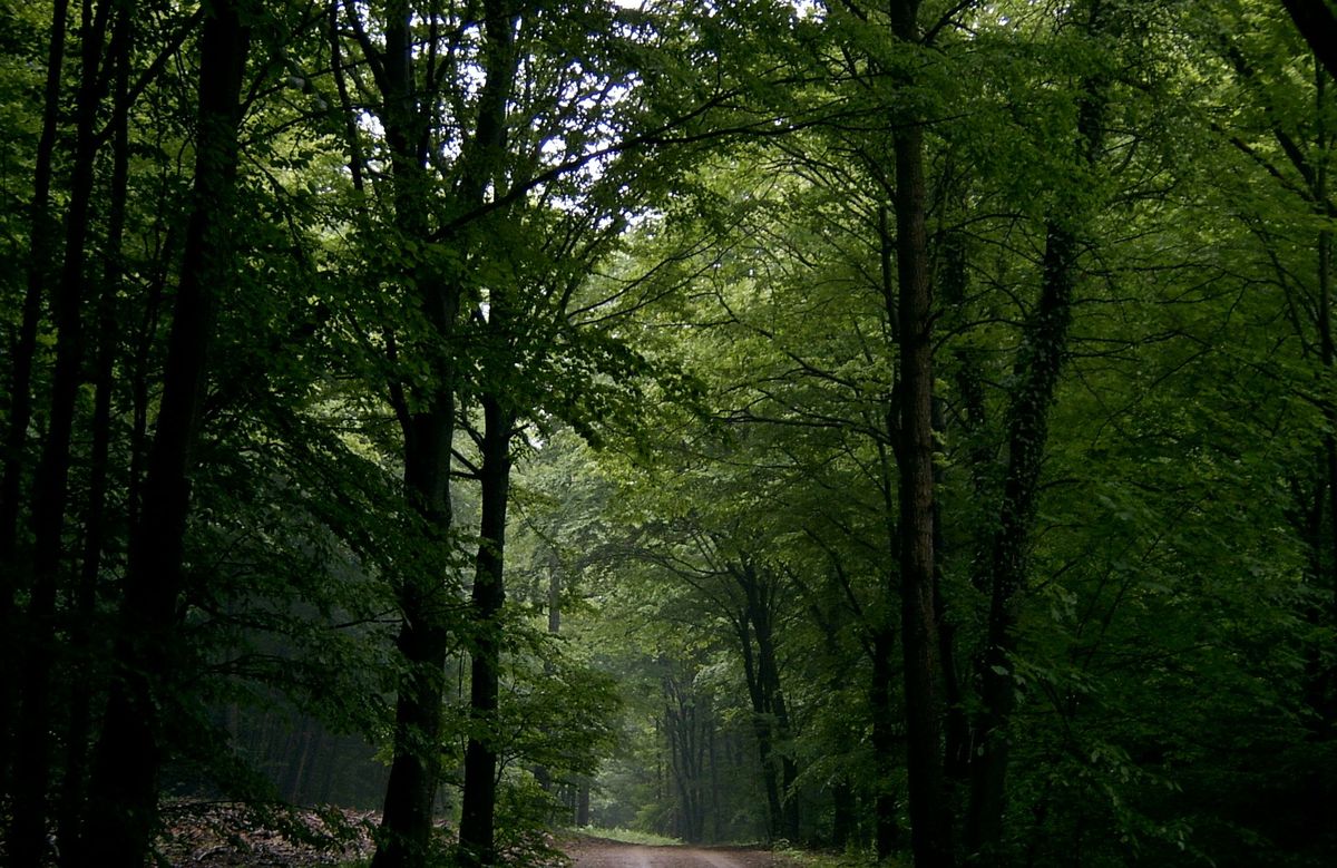 Mein Lieblingsweg am Abend bei Nieselregen