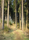 Waldweg