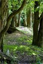 vom waldweg...