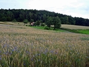 Kornblumen im Feld