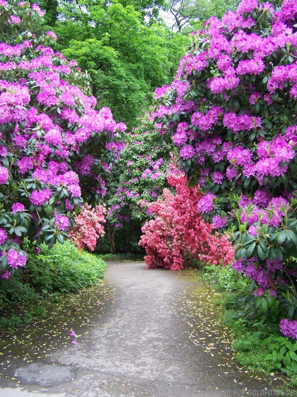 Der Weg ins Blütenmeer