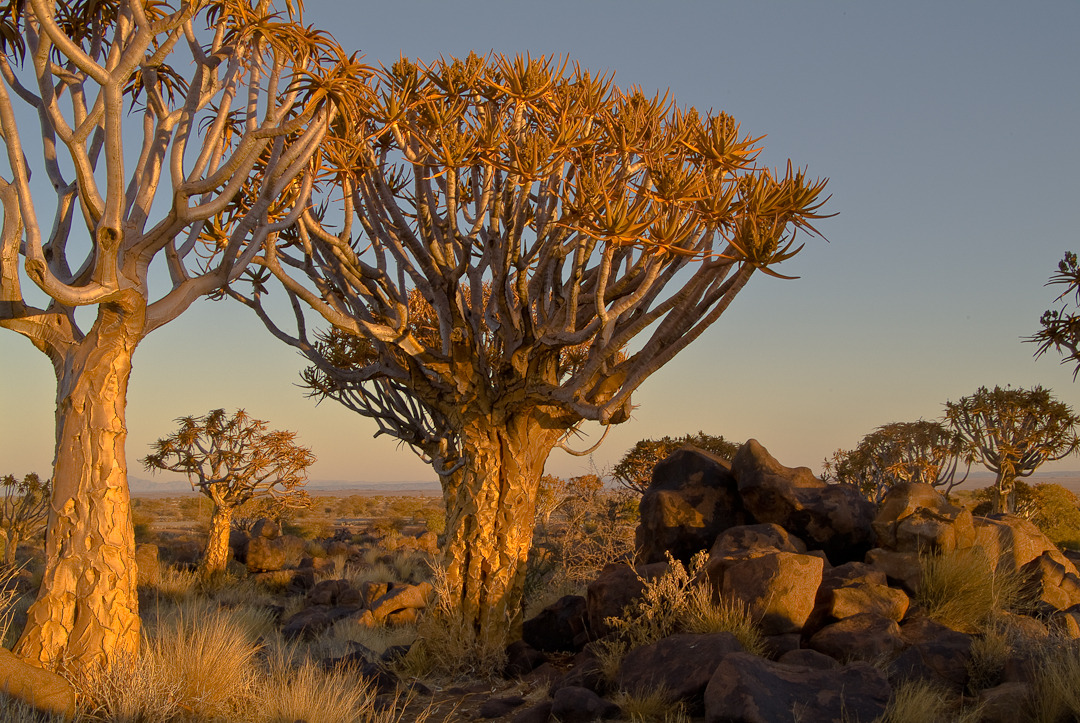 Köcherbaumwald Im Abendlicht