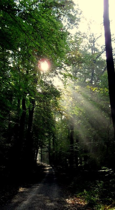 ....im Wald spazieren gehen...