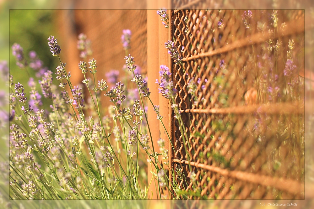 Grenzgänger, Zaungäste und Überläufer 3