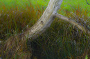 Fotos_Sträucher