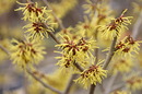 Strauch im Garten