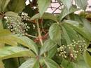 Sträucher