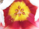 Tulpe im Sonnenlicht!