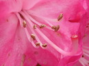Rhododendronblüte