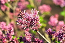 Sommerflieder