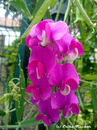Blüten