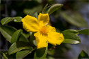 Kletterndes Münzgold (Hibbertia scandens)