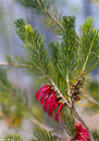 Calothamnus asper