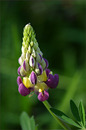 Lupine