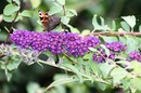 Schmetterlingsflider