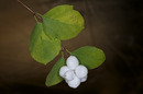 Schneebeere