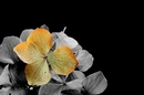 Colorkey