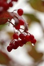 Regenbeeren