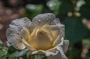 Rose II