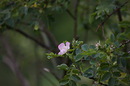 Kleine Blüte