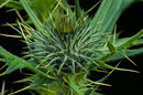 Distel