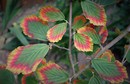 Herbstlaub (Hamamelis mollis)