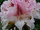 Rhododendron