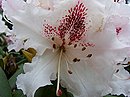 Rhododendron