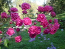 Rose im Park