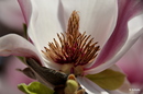 Magnolienblüte