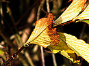 Fotos_Sträucher
