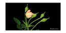 ~~~Rose~~~