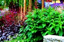 plants