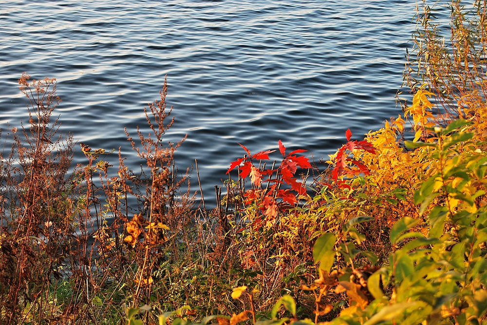 Farbklecks am Uferrand