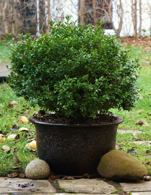 Das wird der Weihnachtsbux